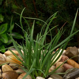 Sesleria heufleriana displays a neat mound of arching grey-green leaves with silvery undersides, topped by slender, dark, cylindrical flower spikes.