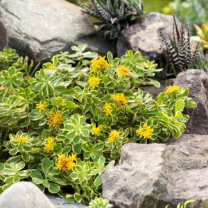 Vibrant Sedum kamtschaticum 'Variegatum' showcasing succulent green leaves with creamy-yellow margins and clusters of star-shaped, bright yellow-orange flowers.