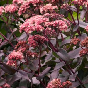 Sedum 'Purple Emperor' displaying its distinctive dark, succulent purple foliage and vibrant, flat-topped clusters of deep pink, ruby-red flowers.