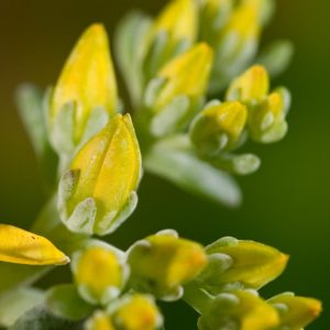 Close-up of Sedum spathulifolium 'Cape Blanco' showing its dense rosettes of silvery-grey, spoon-shaped succulent leaves and clusters of bright yellow star-like flowers.