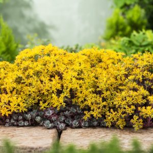 Sedum spathulifolium 'Purpureum' displays a dense mat of spoon-shaped, grey-green succulent leaves flushed with deep purple, topped with bright yellow, star-like flowers.