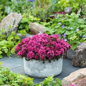 Vibrant Sedum spurium Spot On Deep Rose showcases clusters of star-shaped, deep rose-pink flowers above lush, succulent green foliage with bronze tints.