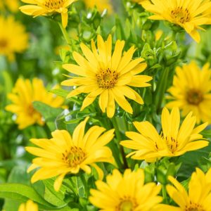 Silphium perf. JS Maya plant showcasing its distinctive square stems and cup-like leaves, topped with vibrant yellow, daisy-like flowers in full bloom.