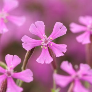 Vibrant magenta-pink, star-shaped flowers of Silene schafta blooming atop compact dark green foliage, ideal for cheering up autumn gardens.
