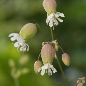 Silene vulgaris, known as Bladder Campion, displays delicate white, deeply notched flowers emerging from distinctive inflated green and pinkish calyxes, with slender grey-green foliage.