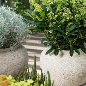 Skimmia japonica 'Finchy' displaying clusters of delicate, fragrant white flowers unfurling from elegant pink buds amidst its rich, glossy dark green foliage.