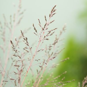 Sporobolus airoides 'Delicatesse' forms an elegant clump of fine green foliage, topped with airy, pinkish-purple flower panicles in late summer and autumn.