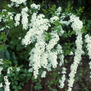 A vibrant Spiraea arguta shrub displays its dense, arching branches completely covered in delicate, pure white flowers against bright green leaves.