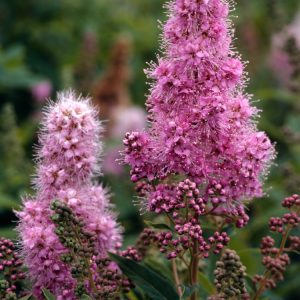 Vigorous Spiraea billardii shrub displaying dense, conical clusters of vibrant deep pink flowers amidst lush, lance-shaped dark green foliage in summer.