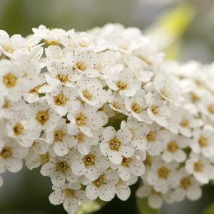 Spiraea cinerea 'Grefsheim' displaying its beautiful early spring bloom, with numerous small, pure white flowers densely covering its graceful, arching branches and delicate grey-green leaves.