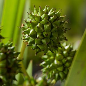 Sparganium erectum, also known as branched bur-reed, displaying its upright, strap-like green foliage and distinctive spiky, spherical flower heads.