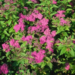 Vibrant Spiraea japonica 'Froebelii' shrub showcasing clusters of crimson-pink flowers against lush green and bronze-tinted foliage in summer.