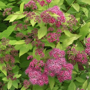 Spiraea japonica 'Goldflame' shrub showcasing vibrant orange-red new growth and yellow-green mature leaves, with delicate pink flower clusters.