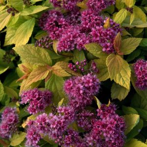 Spiraea japonica 'Goldmound' displays vibrant golden-yellow foliage with clusters of delicate pink flowers, forming a neat, mounding shrub.