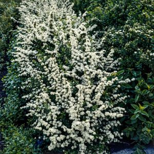 Spiraea nipponica 'June Bride' showcasing abundant clusters of small, pure white flowers along its arching green stems, vibrant and fresh.