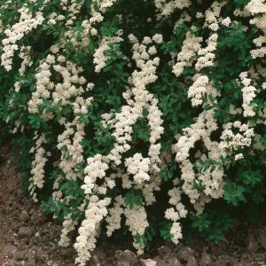 Spiraea nipponica 'Snowmound' showcasing its arching branches laden with clusters of pure white flowers and small, vibrant green leaves.