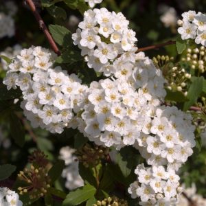 Spiraea vanhouttei, known as Bridal Wreath Spiraea, showcasing its profusion of delicate white flower clusters adorning graceful, arching branches in full bloom.