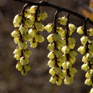 Stachyurus chinensis 'Joy Forever' displaying its distinctive pale yellow, bell-shaped flowers on bare stems in early spring, with vibrant bronze-purple new leaves beginning to emerge.