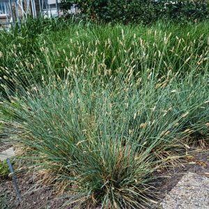 Stipa gigantea, or Giant Oat Grass, displays tall, arching stems with shimmering golden, oat-like flower panicles above a dense clump of narrow, grey-green foliage.