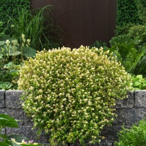 Stephanandra incisa 'Crispa' displays unique, deeply cut and crinkled green leaves. These turn vibrant orange and red in autumn, forming a graceful, dense mound.