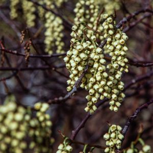 Stachyurus praecox displaying delicate pale yellow, bell-shaped flowers hanging in pendulous spikes from bare, arching branches in early spring.