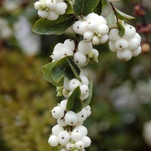 A close-up of Symphoricarpos albus laevigatus, the Snowberry, showcasing its vibrant green foliage and clusters of distinctive, round, pure white berries along the stems.