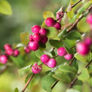 Dense, low-growing Symphoricarpos chenaultii 'Hancock' shrub with small green leaves and clusters of bright pink, bead-like berries along its arching stems in autumn and winter.