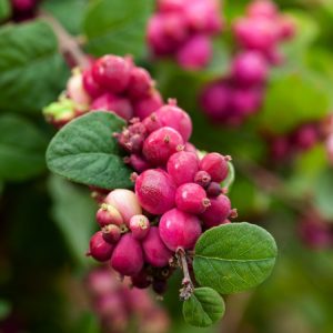 Symphoricarpos doorenbosii 'Magic Berry' showcasing its abundant clusters of bright, pearl-like pink berries against green foliage.