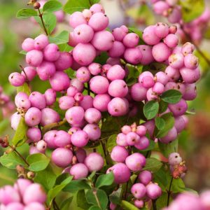 Symphoricarpos doorenbosii 'Mother of Pearl' shrub showcasing its distinctive, large, pearly-pink and white berries clustered along arching green stems with oval leaves.
