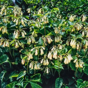 Symphytum grandiflorum showing its distinctive low-growing habit with rough, dark green foliage and clusters of delicate creamy-yellow, bell-shaped flowers.