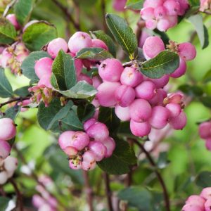 Symphoricarpos Magical Candy, a deciduous shrub showcasing clusters of vibrant pink, round berries on slender stems among green oval leaves.