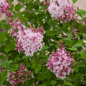 Syringa microphylla 'Superba' shrub with abundant clusters of fragrant, rich pink flowers. Small, dark green leaves frame the delicate, vibrant blossoms.