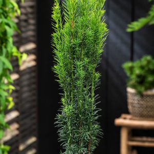 A tall, slender, and dense specimen of Taxus baccata 'Fastigiata Robusta' featuring dark green, needle-like evergreen foliage forming a perfectly columnar shape.