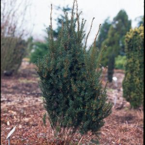 Dense, dark green foliage of Taxus baccata 'Overeynderi', forming a compact, upright evergreen specimen with potential for red autumn berries.