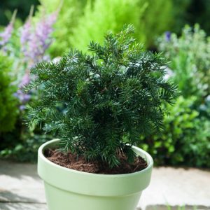 Dark green, needle-like foliage of a mature, low-spreading Taxus baccata 'Repandens' with tiny red berries providing winter interest.