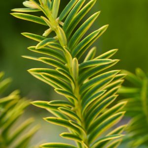 A vibrant Taxus baccata 'Summergold' conifer, displaying its distinctive evergreen golden-yellow new growth and dense, spreading habit. Its luminous foliage brings year-round appeal.