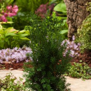 Dense, upright Taxus media 'Hillii' with lush dark green needle-like evergreen foliage, forming a classic columnar shape ideal for formal garden structures.