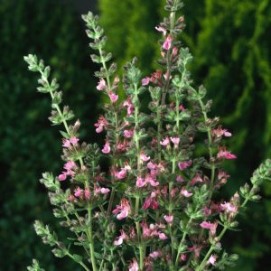 A compact, evergreen Teucrium lucidrys sub-shrub with dense, glossy dark green leaves and spikes of delicate pink-purple, two-lipped flowers blooming above the foliage.
