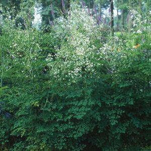 Thalictrum delavayi 'Album' showcases tall, airy sprays of pure white flowers with fluffy stamens. Delicate blue-green, fern-like foliage rises on purplish stems.