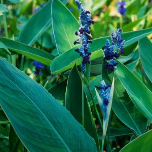 Tall Thalia dealbata plant with large, paddle-shaped blue-green leaves coated in a white powdery bloom, topped with slender spikes of small purple flowers.