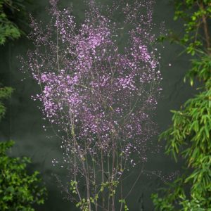 Thalictrum delavayi 'Hewitt's Double' displays charming lavender-purple double blooms on tall, slender stems, complemented by delicate blue-green, fern-like leaves.