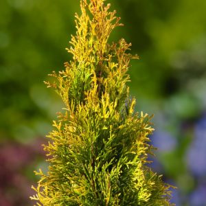 Thuja occidentalis 'Golden Smaragd' showcasing its dense, vibrant golden-yellow scale-like foliage and classic narrow, upright conical form.