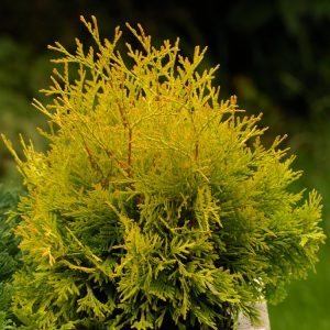 Vibrant Thuja occidentalis 'Yellow Ribbon' showing dense, golden-yellow, scale-like foliage. The upright, conical evergreen conifer stands tall.