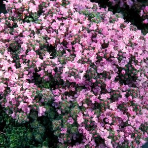 A vibrant, low-spreading mat of Thymus praecox 'Minor' showing its tiny, aromatic deep green leaves covered in a profusion of small purple-pink flowers.