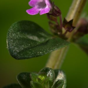 Thymus pulegioides 'Tabor' in full bloom, showcasing a dense mat of aromatic dark green leaves covered in numerous delicate lilac-pink flowers.