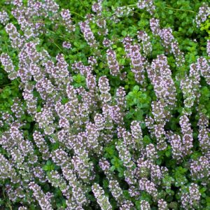 Thymus pulegioides, or Broad-leaved Thyme, displaying a dense mat of small, aromatic green leaves and clusters of delicate pinkish-purple flowers.