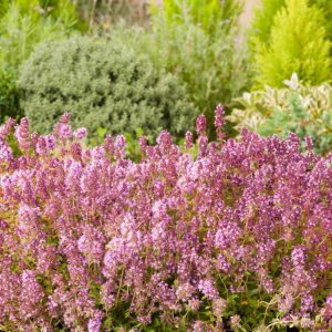A vibrant mat of Thymus serpyllum, also known as Wild Thyme, displaying tiny purplish-pink flowers nestled amongst its aromatic, dark green foliage, spreading densely across the ground.