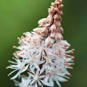 Tiarella 'Spring Symphony' displays a vibrant mound of deeply lobed green leaves with dark central markings and delicate pink-flushed white foamy flower spikes rising above them.