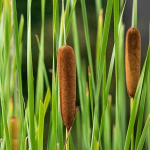 Tall, upright Typha angustifolia with long, slender green leaves and prominent dark brown, cylindrical, cigar-shaped flower heads.