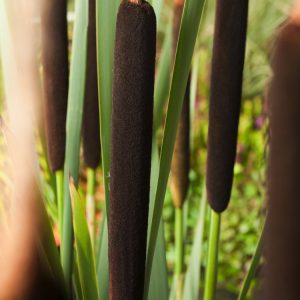 Typha latifolia, also known as Bulrush or Great Reedmace, stands tall with its green, strap-like leaves and distinctive brown, cigar-shaped flower heads.